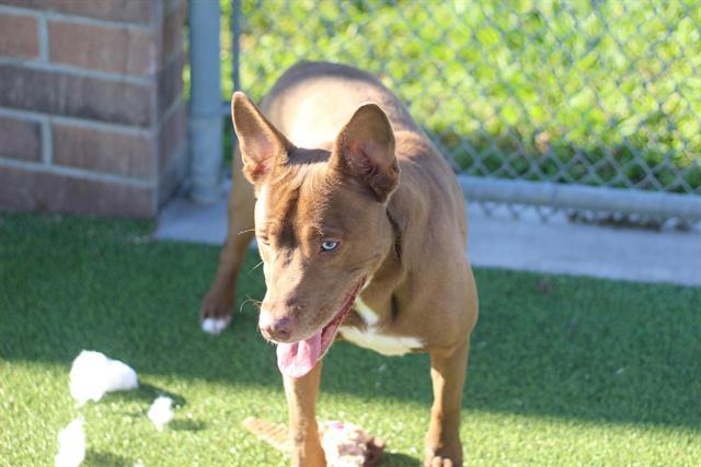 STELLA, Adoptable, Adult Female American Staffordshire Terrier & Siberian Husky.