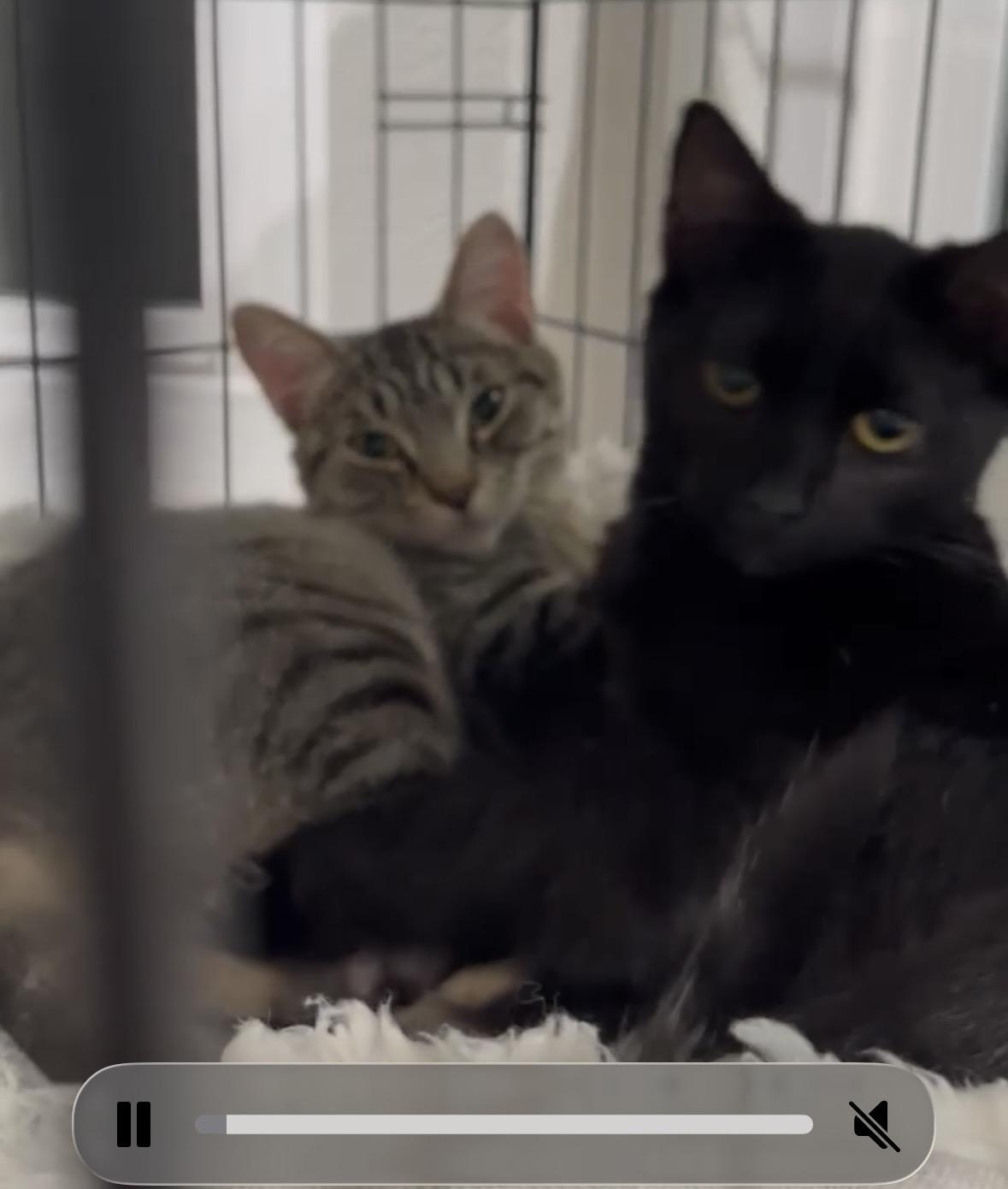 Enlarge Rogue, a ADOPTABLE Tabby in Woodinville, WA image 5/5