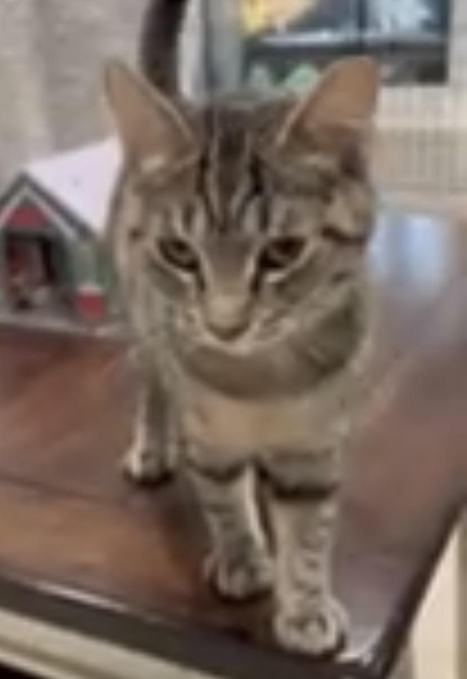 Enlarge Rogue, a ADOPTABLE Tabby in Woodinville, WA image 4/5