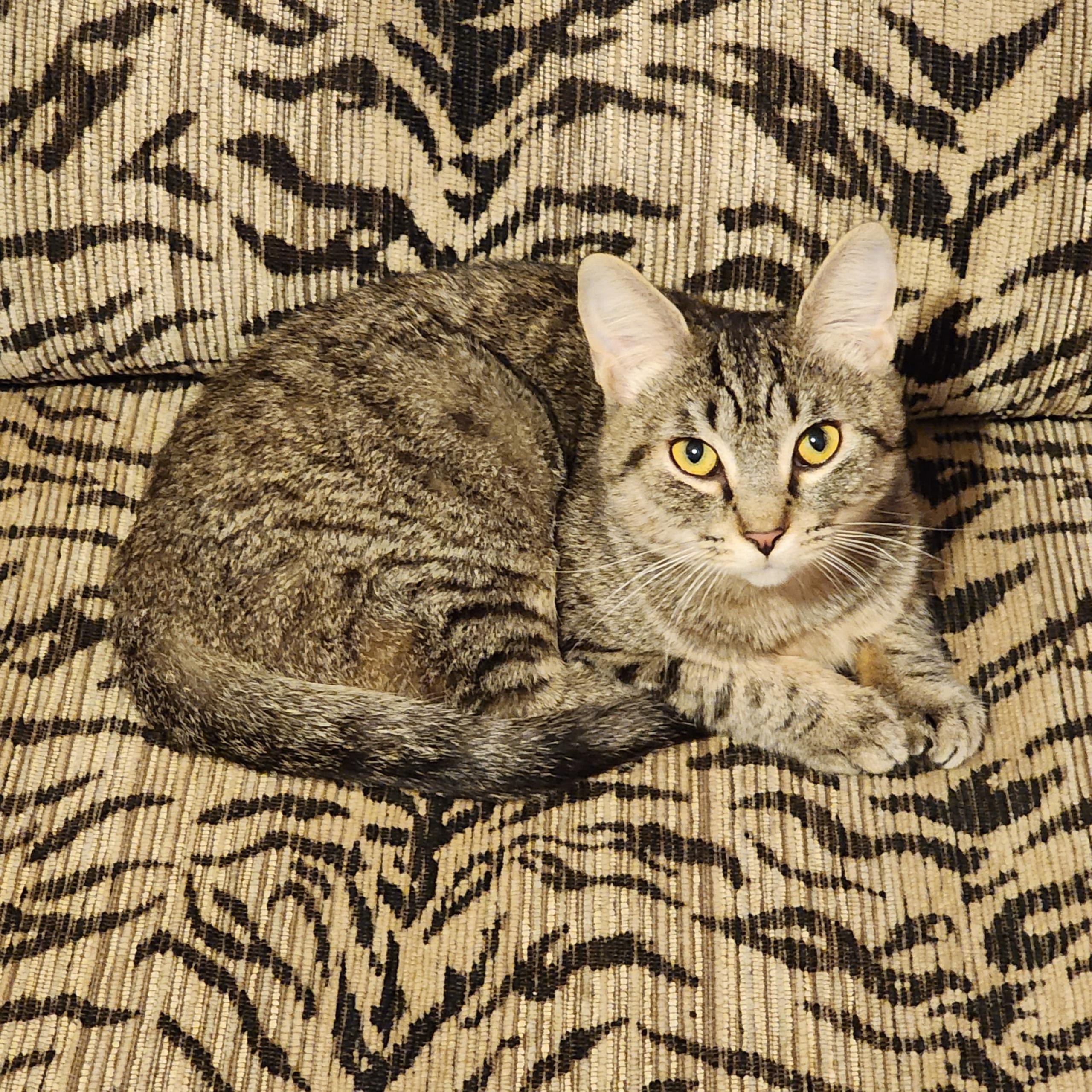 Rogue, ADOPTABLE, Kitten Female Tabby.