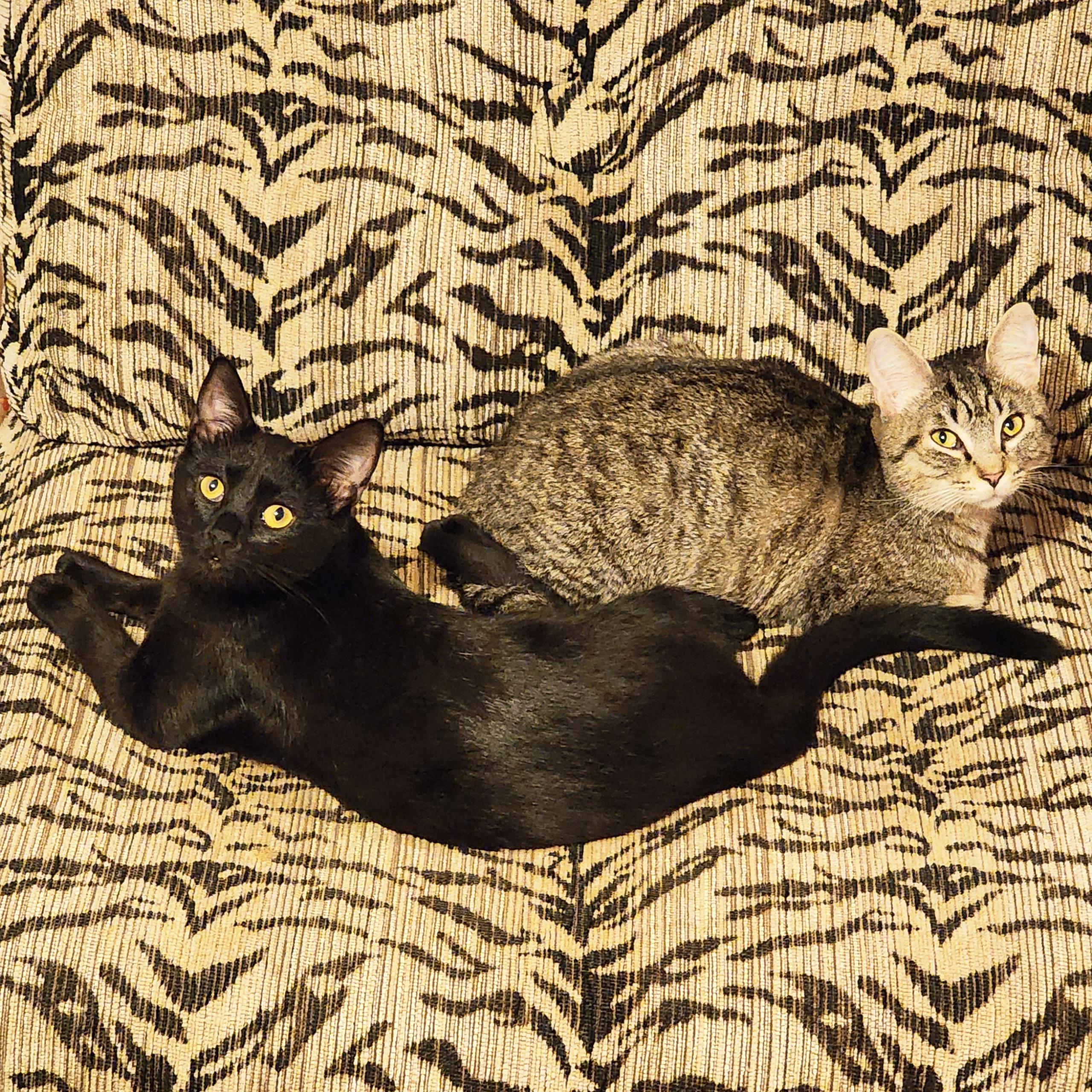 Enlarge Rogue, a ADOPTABLE Tabby in Woodinville, WA image 3/5