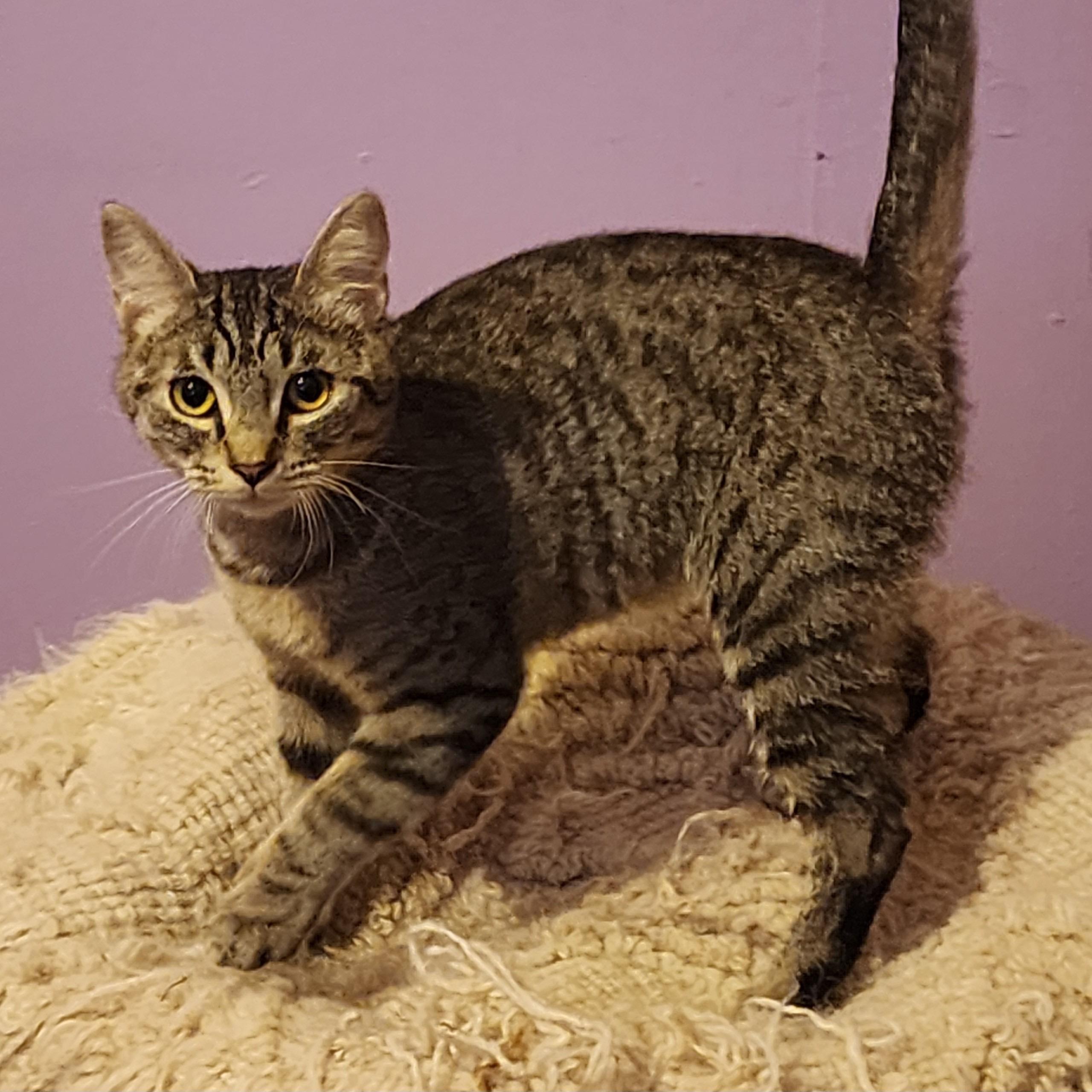 Enlarge Rogue, a ADOPTABLE Tabby in Woodinville, WA image 2/5