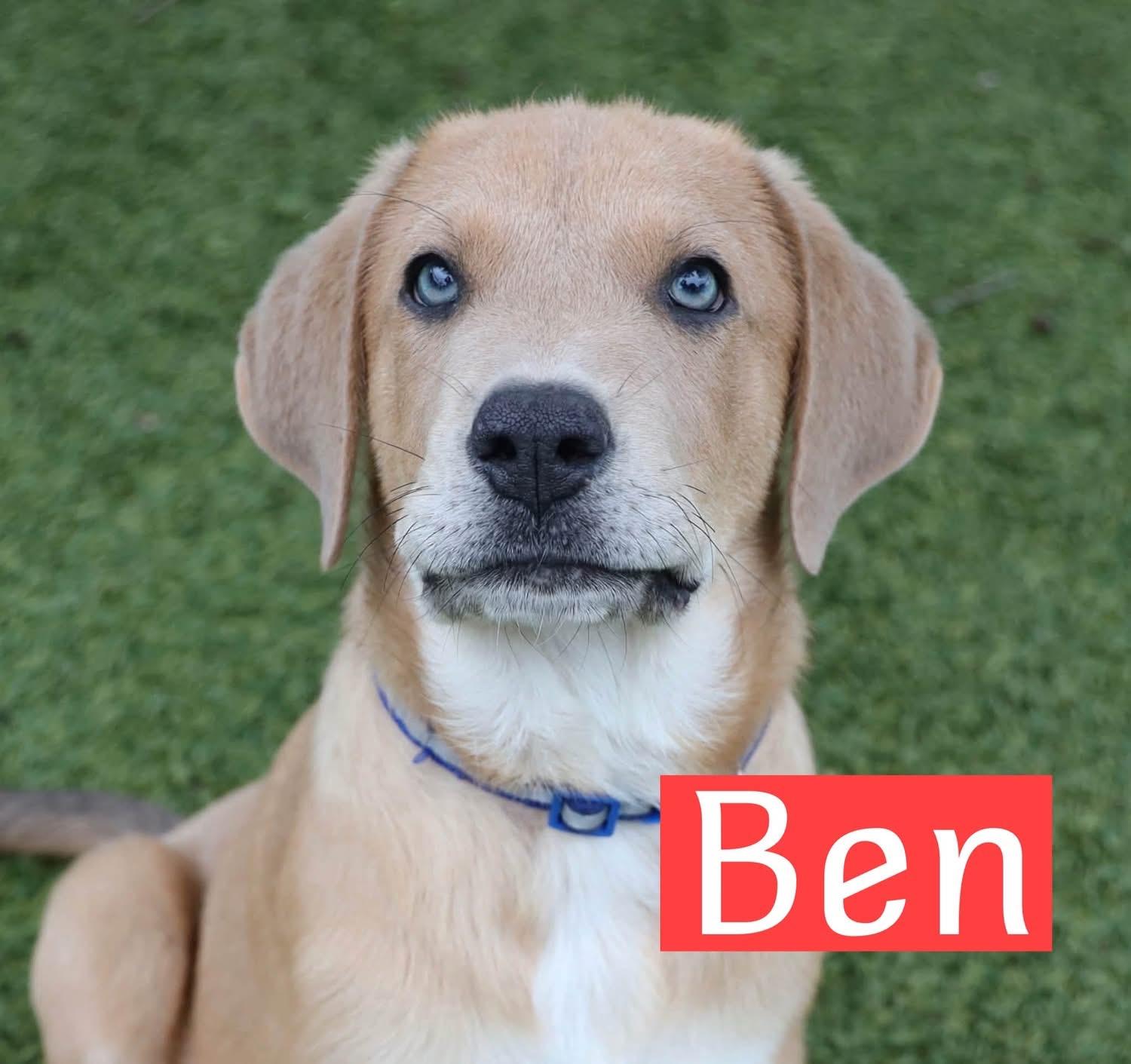 Ben, Adoptable, Puppy Male Hound.