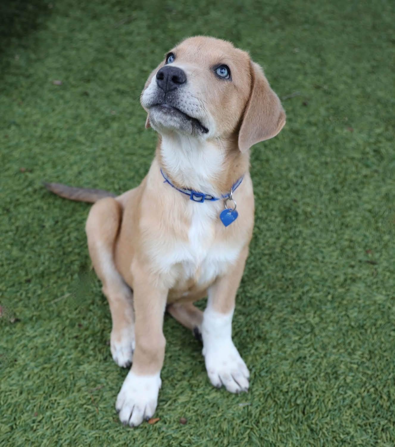 Enlarge Ben, a Adopted mixed breed in Southlake, TX image 2/3