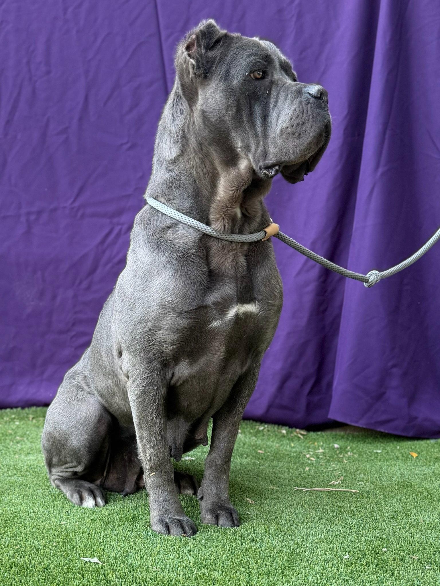 Enlarge Cookie, a Adoptable Cane Corso in Glendale, AZ image 1/3
