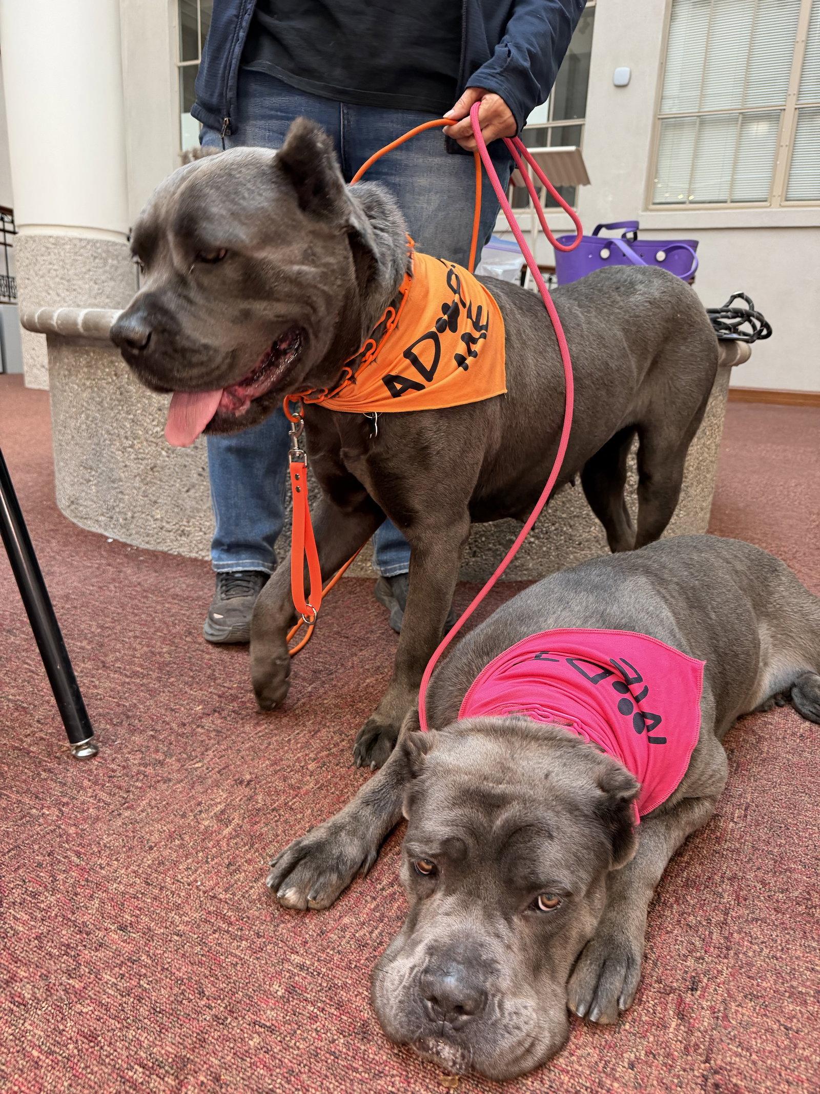 Cookie, Adoptable, Young Female Cane Corso.