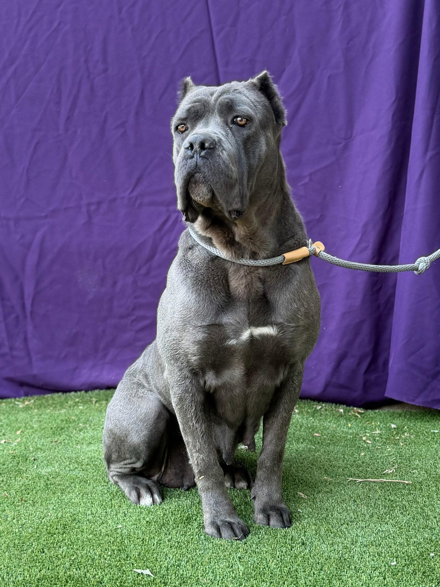 Enlarge Cookie, a Adoptable Cane Corso in Glendale, AZ image 3/3