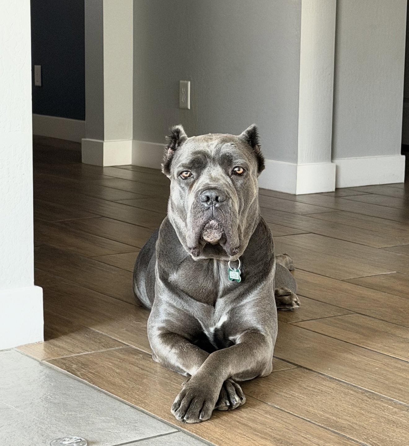 Enlarge Cookie, a Adoptable Cane Corso in Glendale, AZ image 3/3
