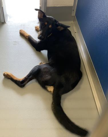 BAXTER, Adoptable, Young Male German Shepherd Dog & Mixed Breed.