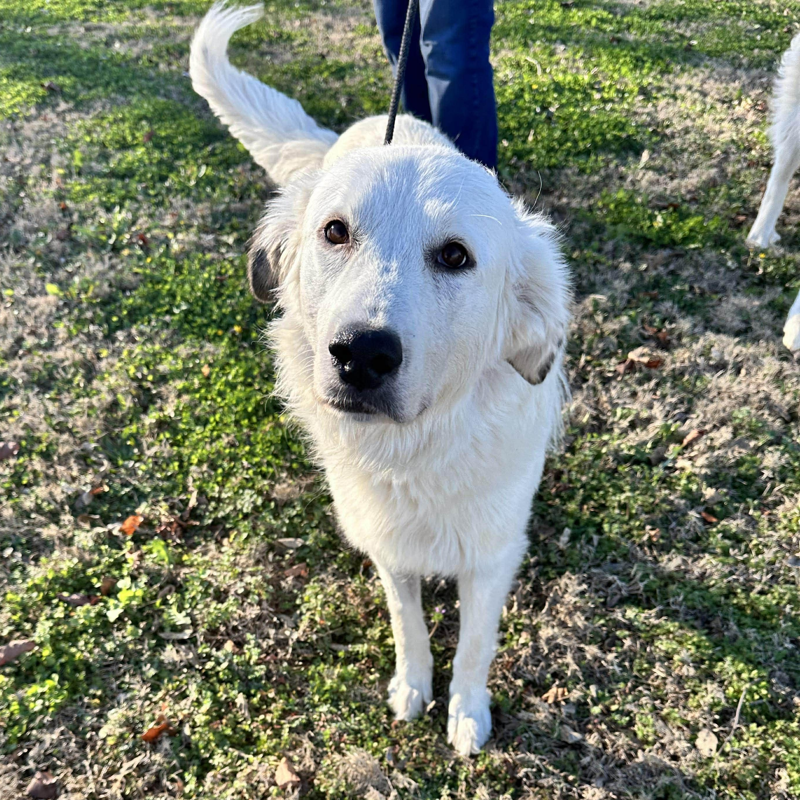 Misty, Adoptable, Young Female Great Pyrenees.