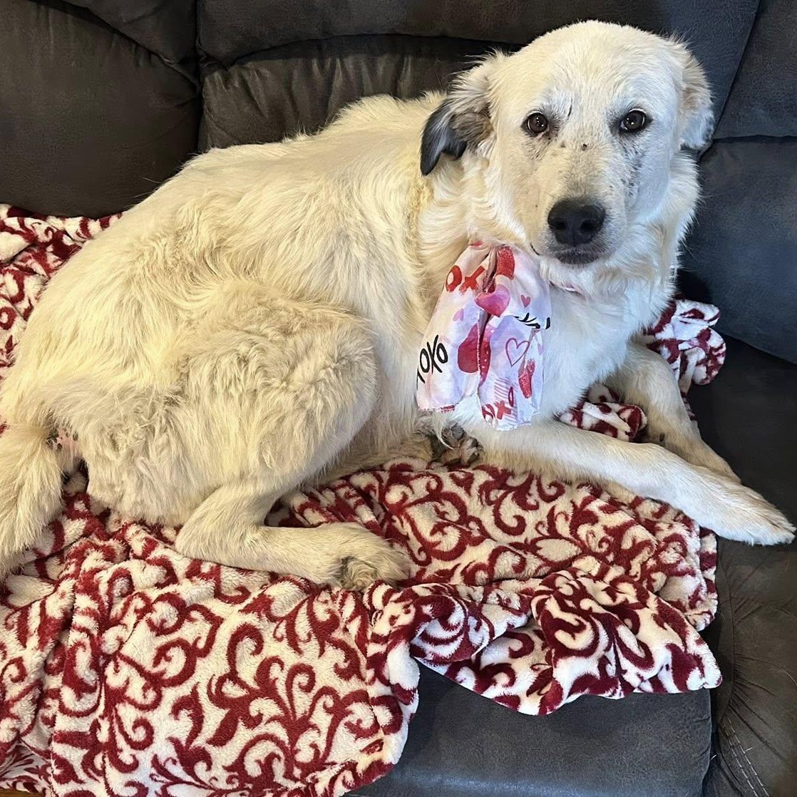 Misty, Adoptable, Young Female Great Pyrenees.