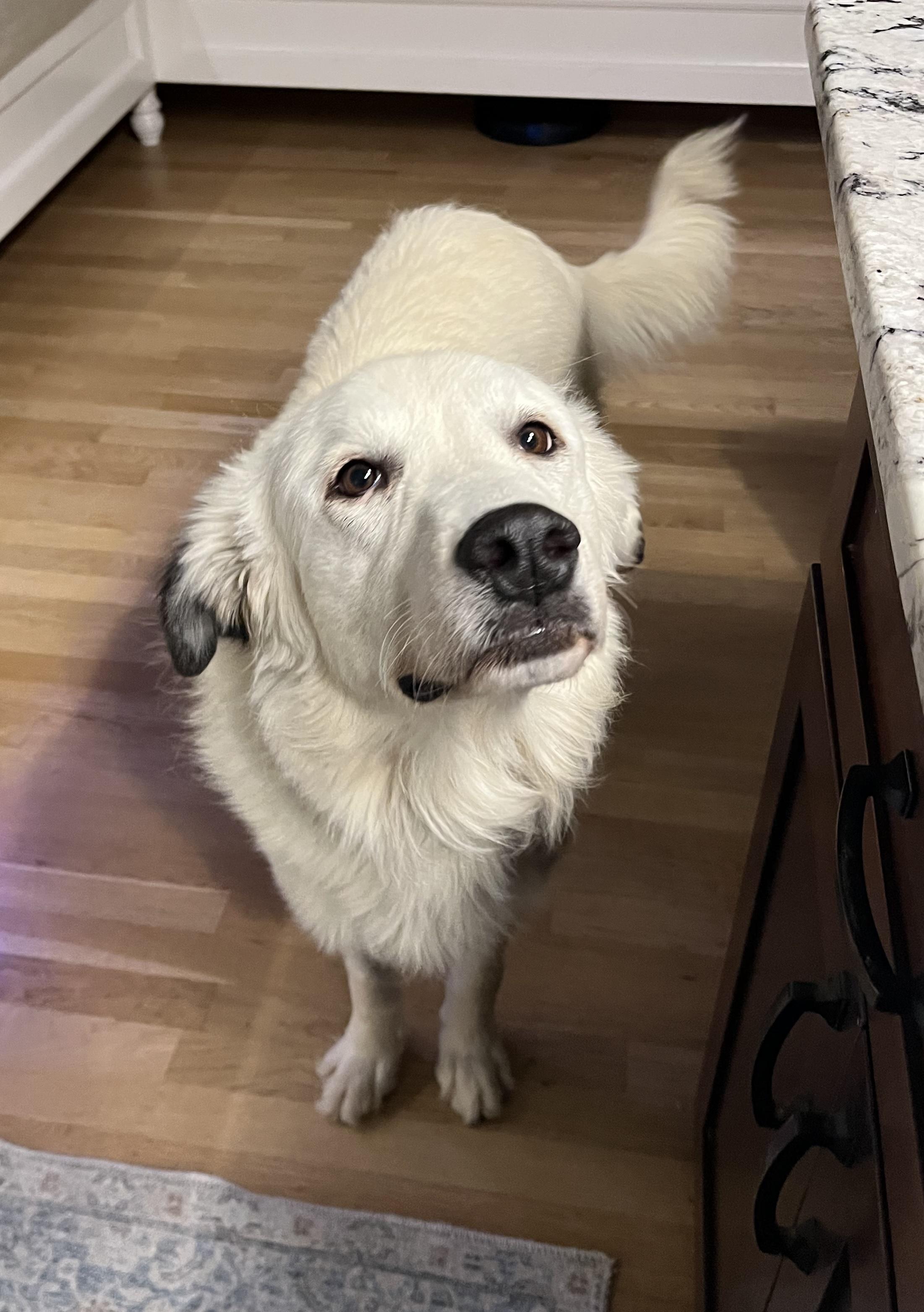 Misty, Adoptable, Young Female Great Pyrenees.