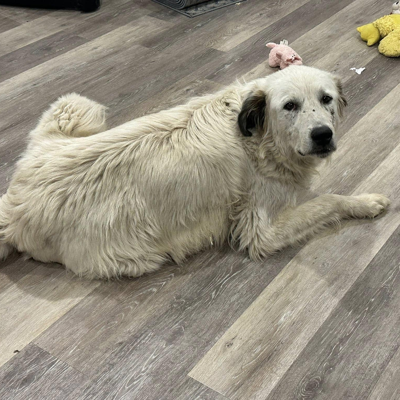 Enlarge Misty, a Adoptable mixed breed in Hopkinton, MA image 5/6