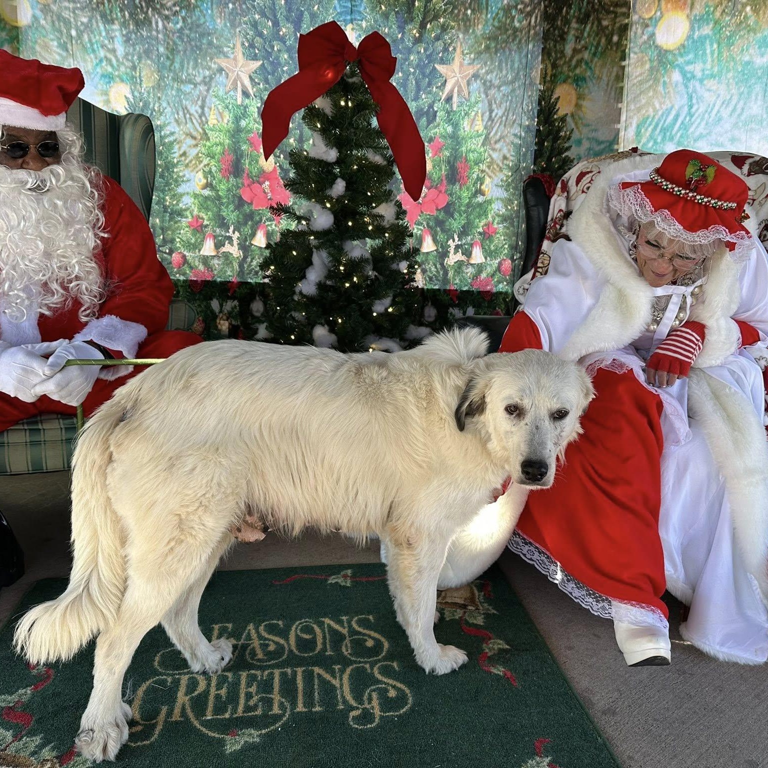 Enlarge Misty, a Adoptable mixed breed in Hopkinton, MA image 3/6