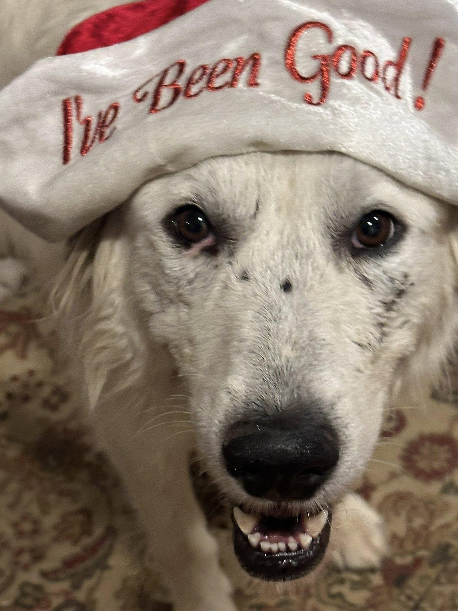 Enlarge Misty, a Adoptable mixed breed in Hopkinton, MA image 4/6