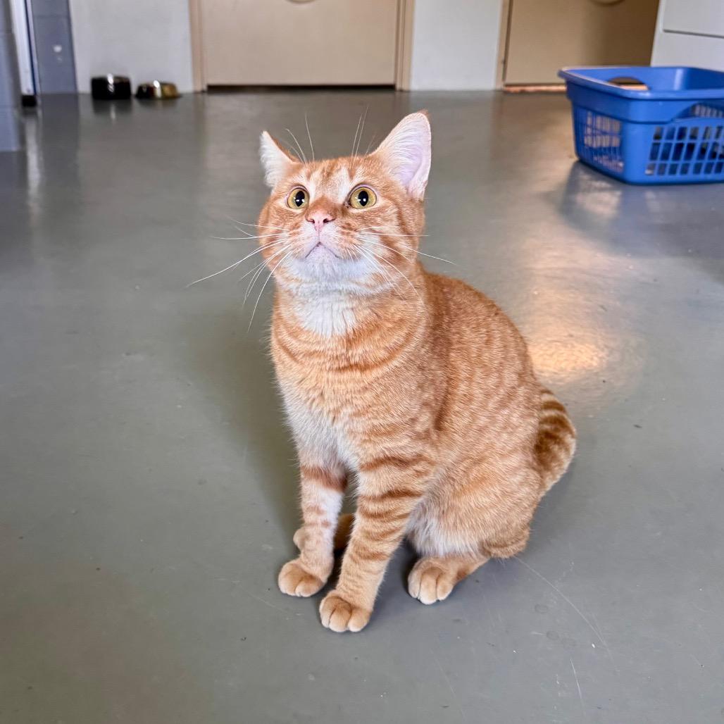 Thor Oliver, Adoptable, Adult Male Domestic Short Hair.