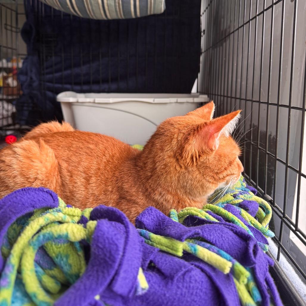 Enlarge Thor Oliver, a Adoptable Domestic Short Hair in Mondovi, WI image 2/6