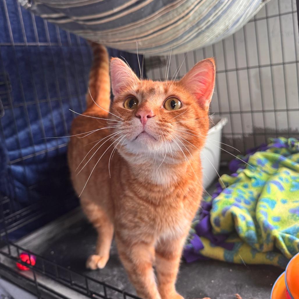 Enlarge Thor Oliver, a Adoptable Domestic Short Hair in Mondovi, WI image 3/6