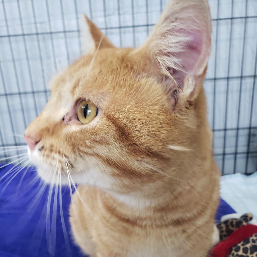 Thor Oliver, Adoptable, Adult Male Domestic Short Hair.
