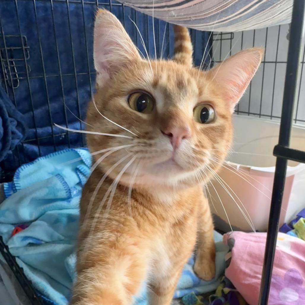 Enlarge Thor Oliver, a Adoptable Domestic Short Hair in Mondovi, WI image 5/6