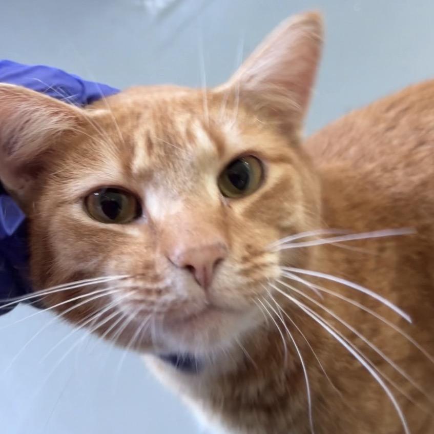 Enlarge Thor Oliver, a Adoptable Domestic Short Hair in Mondovi, WI image 6/6