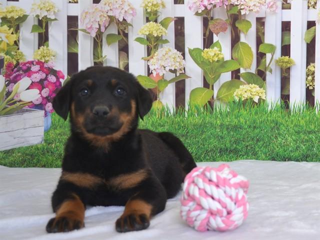 TARTE, Adoptable, Puppy Female Rottweiler & Mixed Breed.