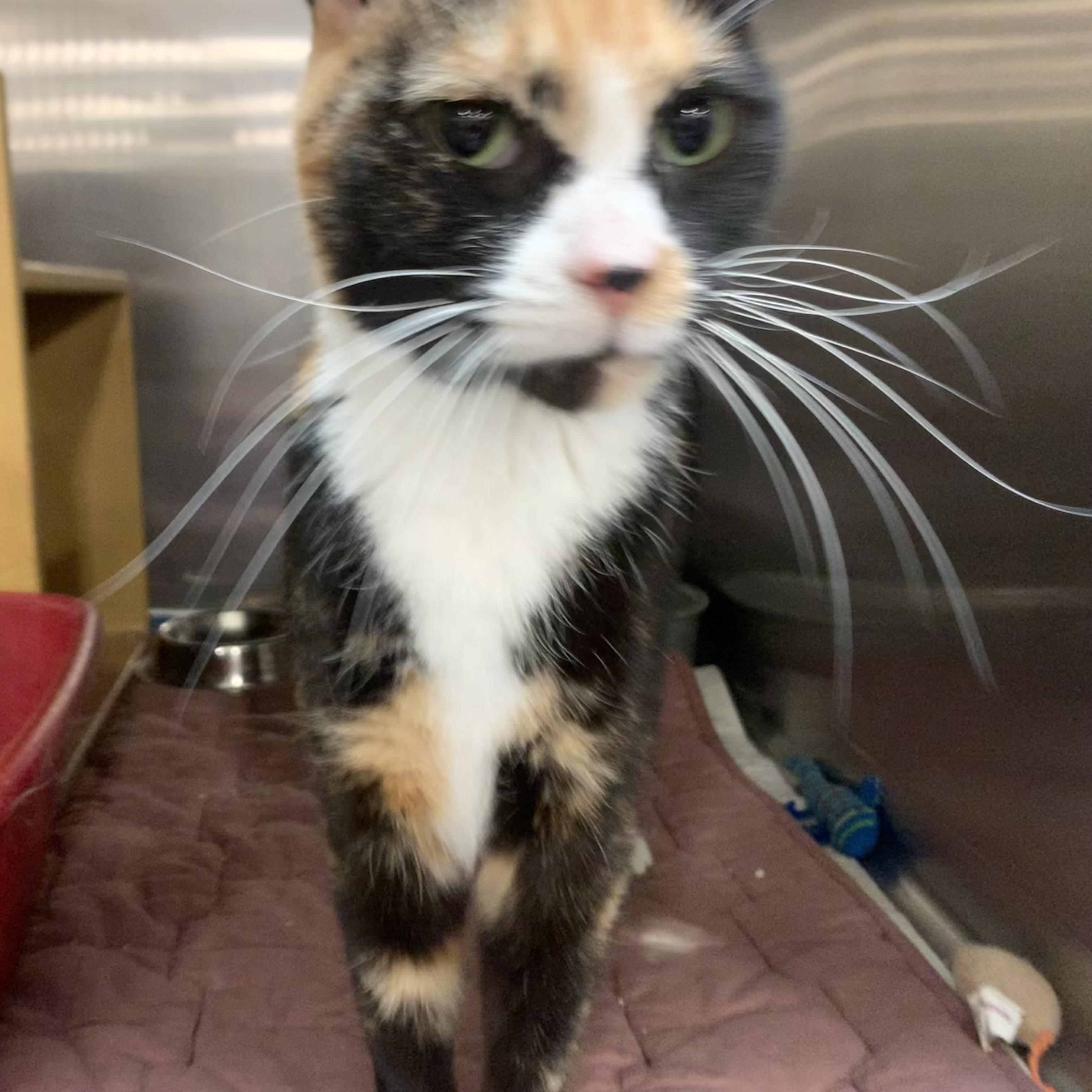 Venus, Adoptable, Adult Female Calico.