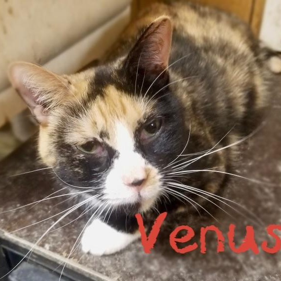 Venus thumbnail 3