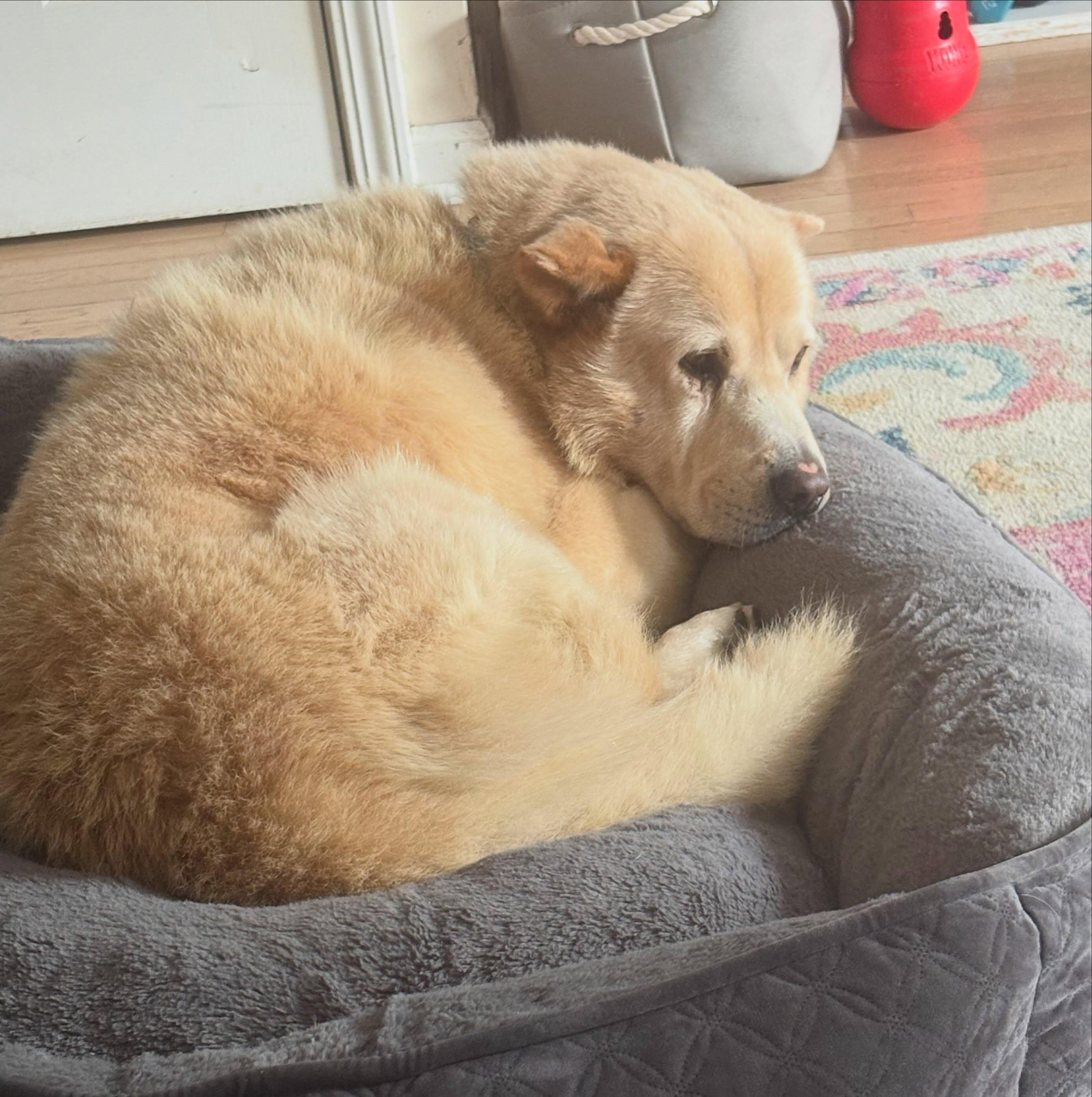 Enlarge Lars, a Adoptable mixed breed in Detroit, MI image 4/4