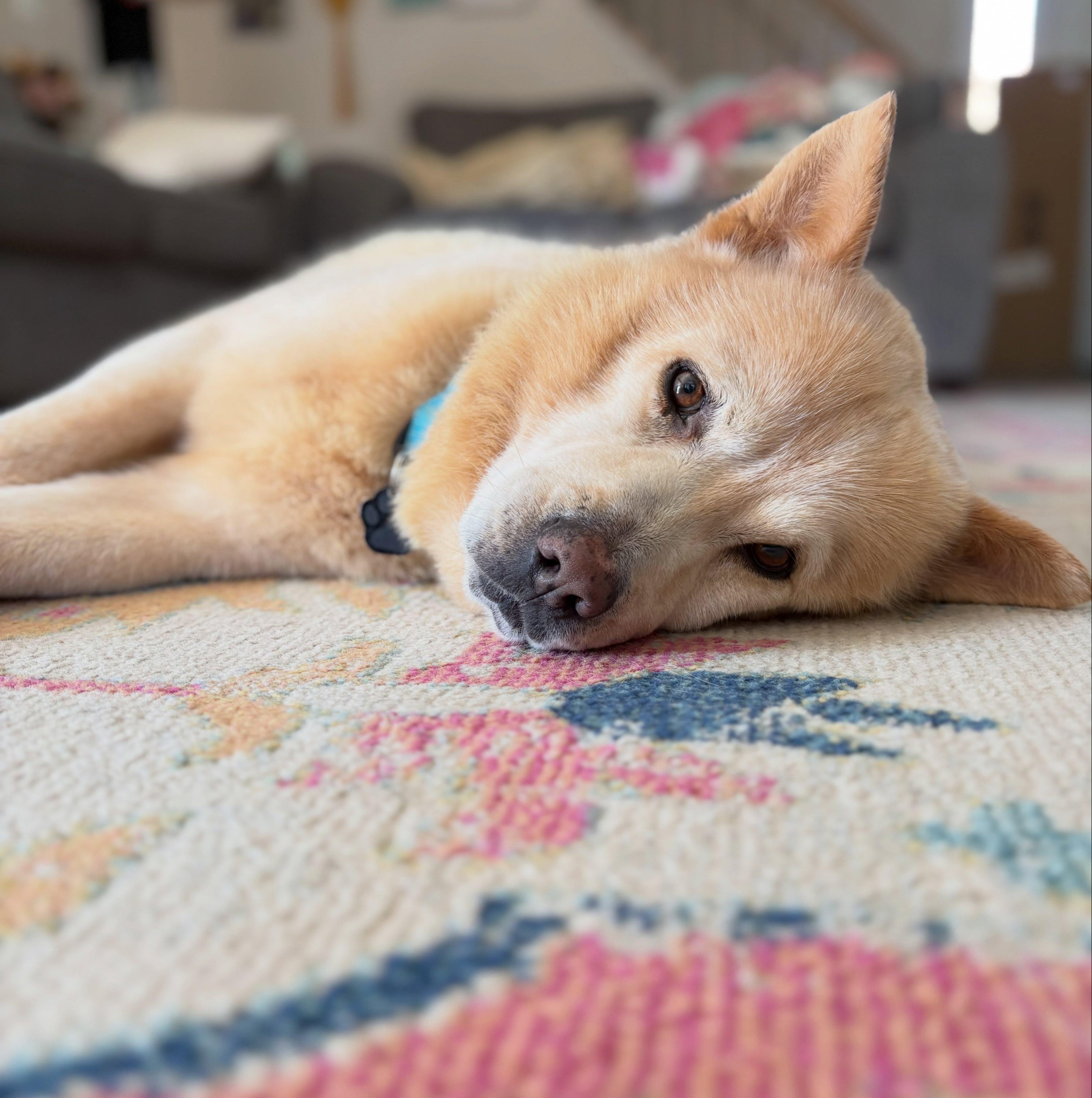 Enlarge Lars, a Adoptable mixed breed in Detroit, MI image 1/4