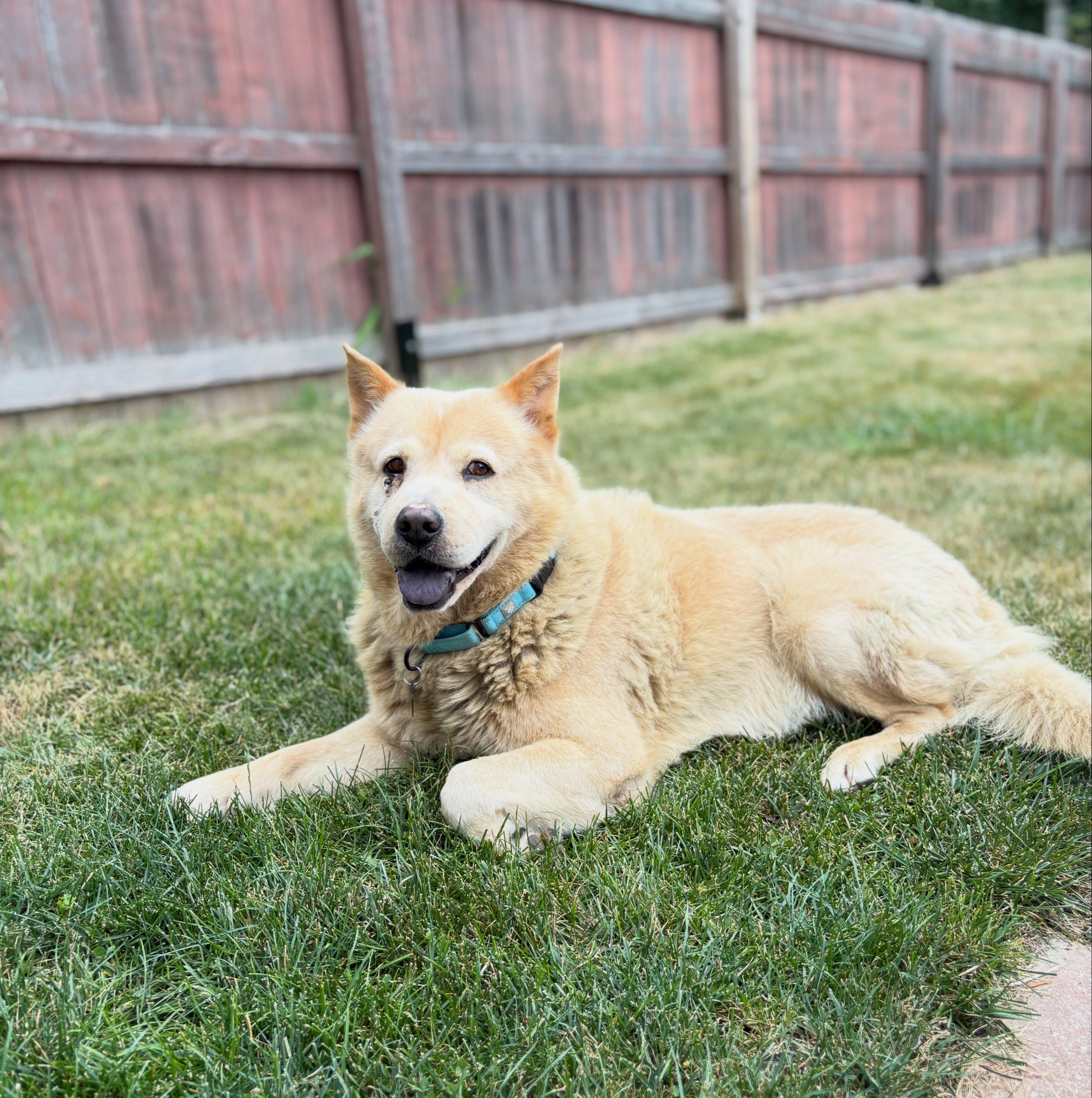 Enlarge Lars, a Adoptable mixed breed in Detroit, MI image 2/4