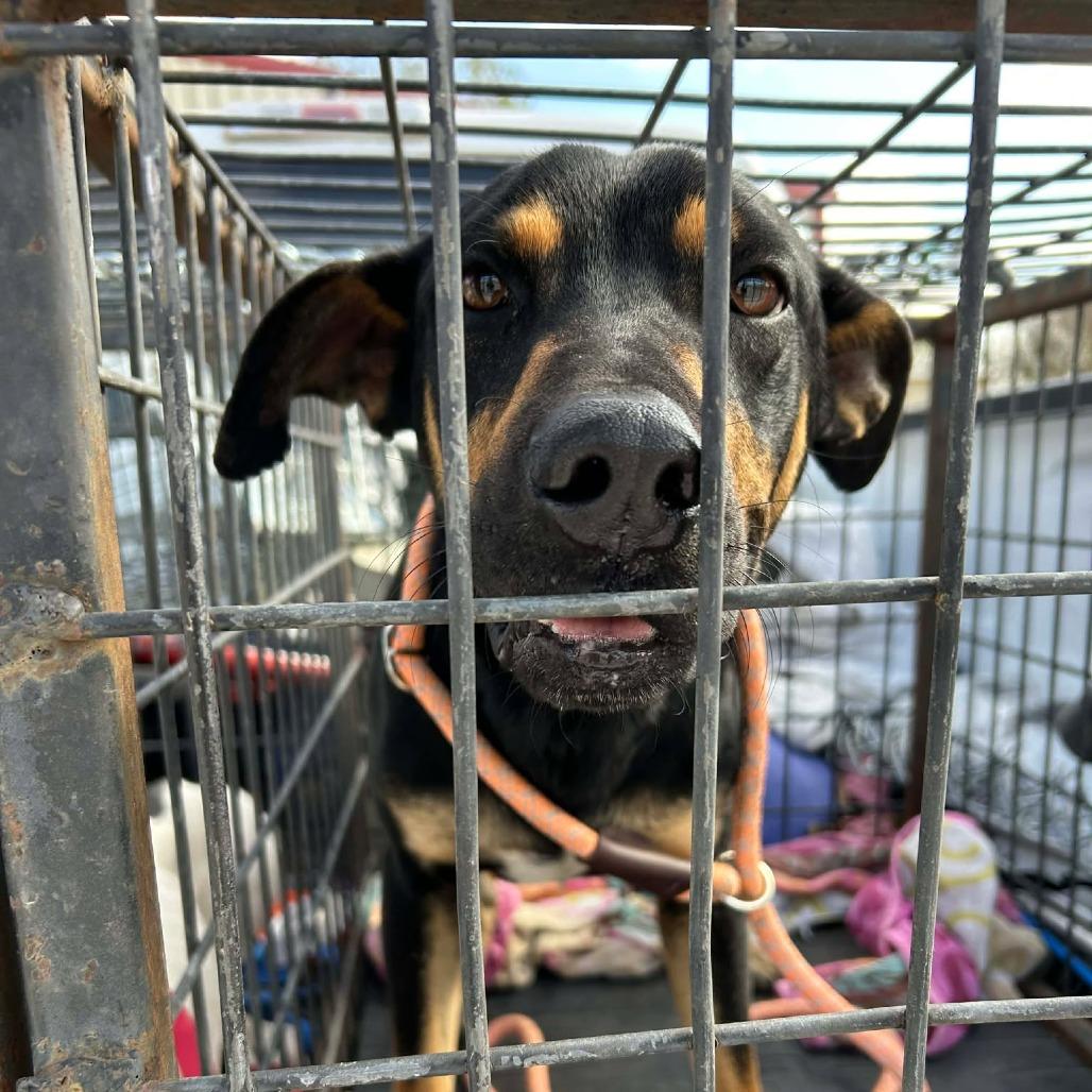 Gobbleton, Adoptable, Young Male Coonhound.