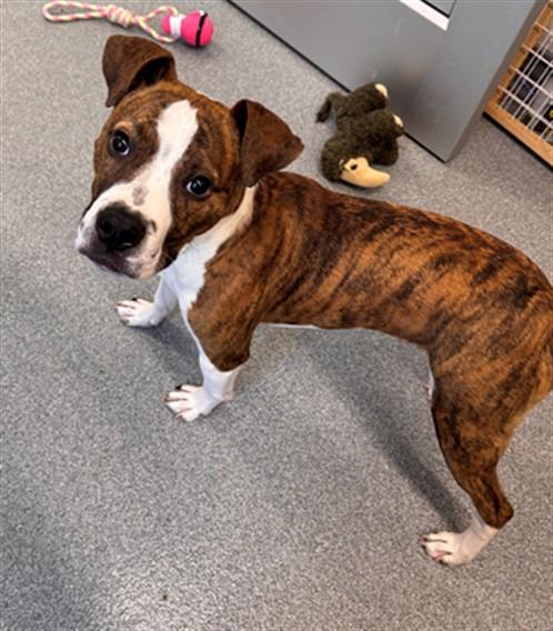CAMO, Adoptable, Young Male Boxer & Mixed Breed.