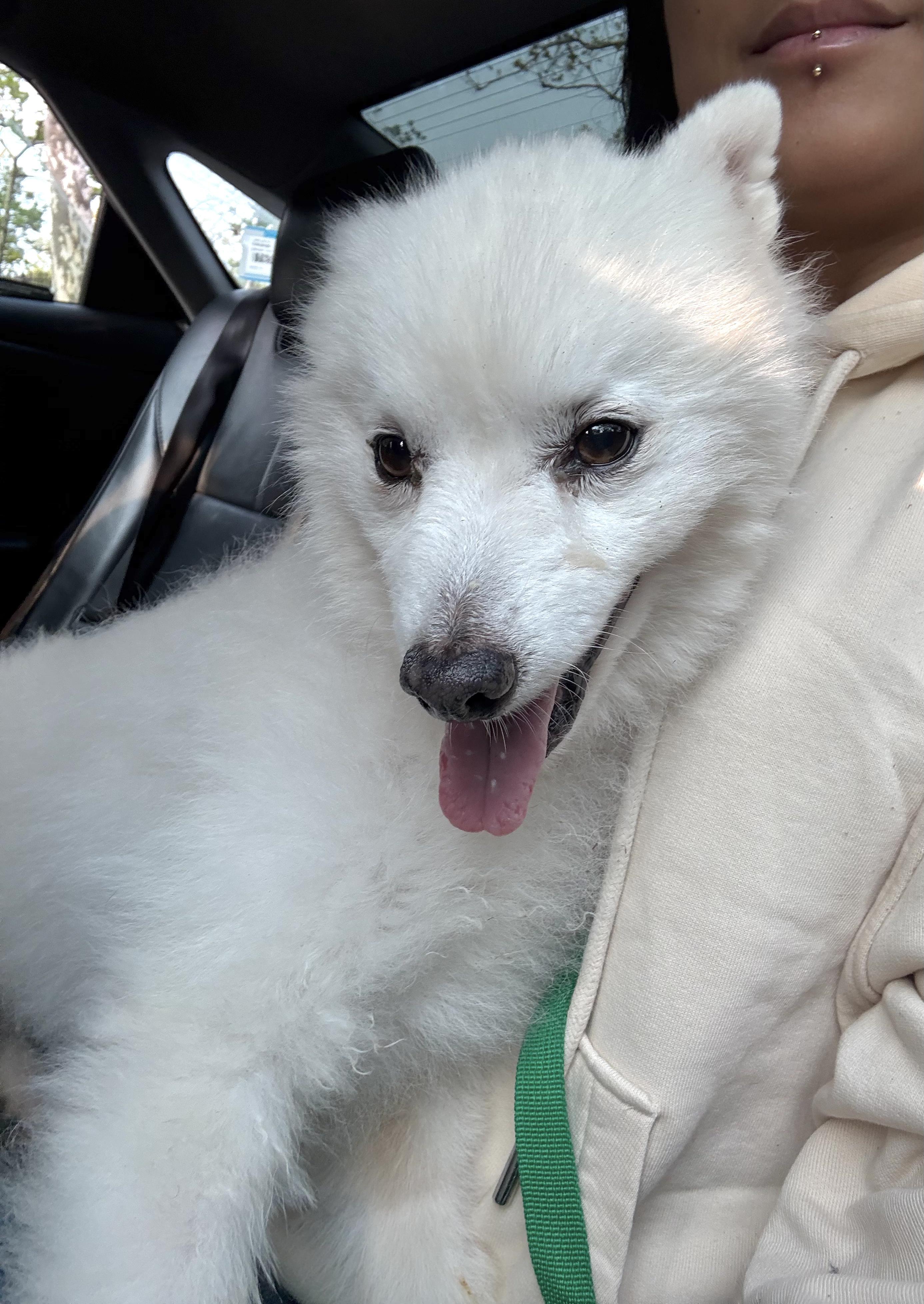 Coco, an adoptable Spitz in Brooklyn, NY, 11229 | Photo Image 4