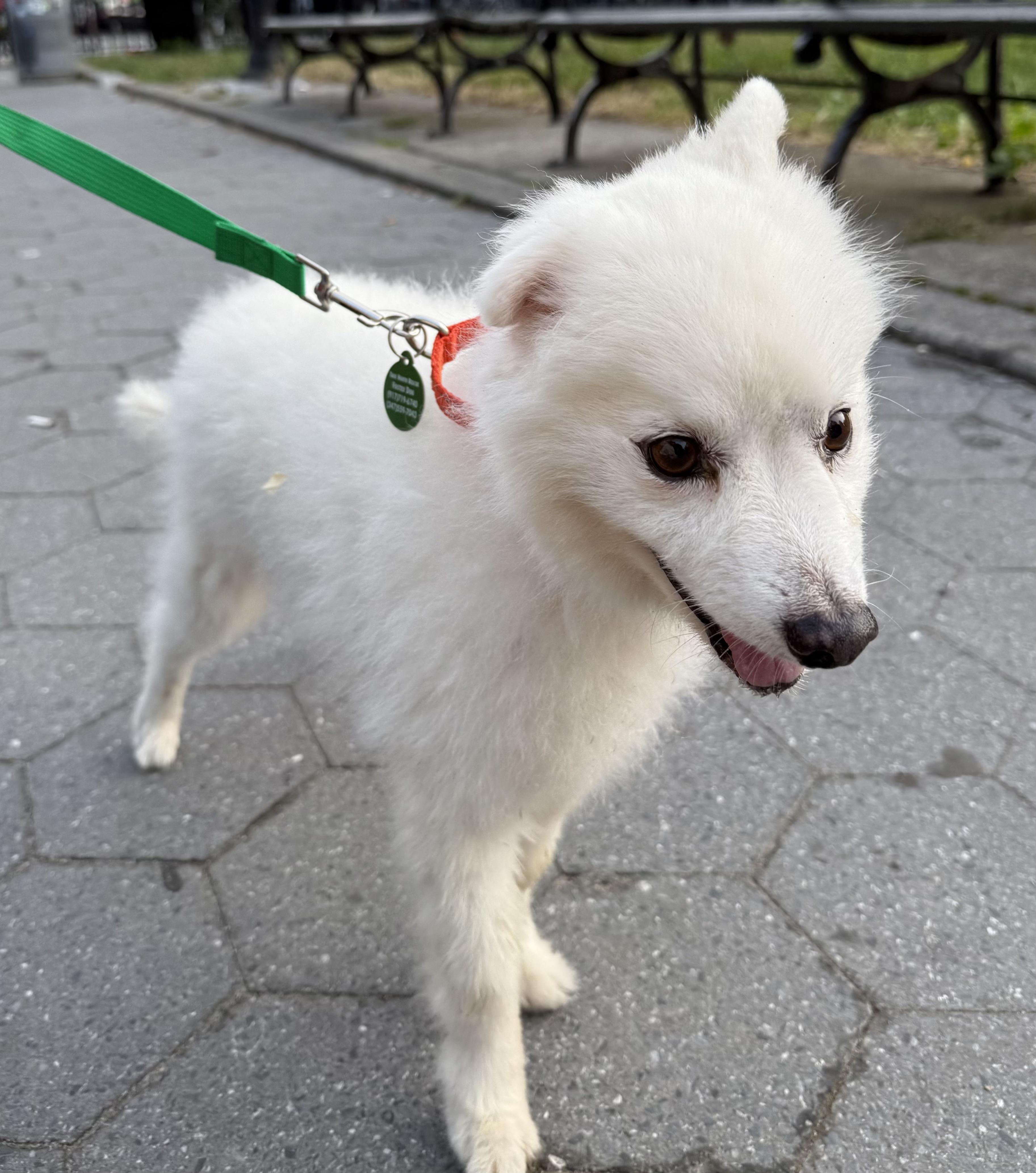 Coco, an adoptable Spitz in Brooklyn, NY, 11229 | Photo Image 2