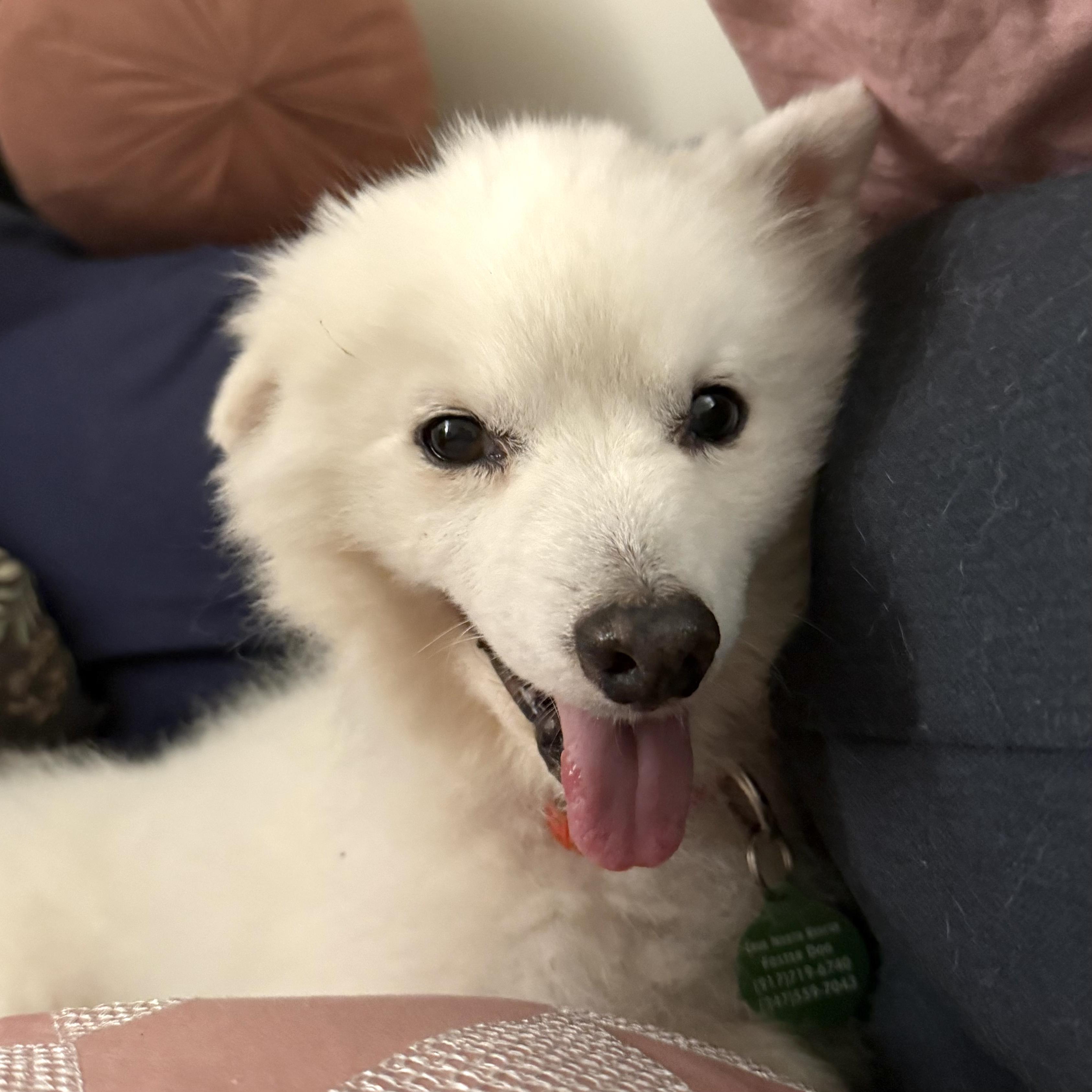 Coco, an adoptable Spitz in Brooklyn, NY, 11229 | Photo Image 1