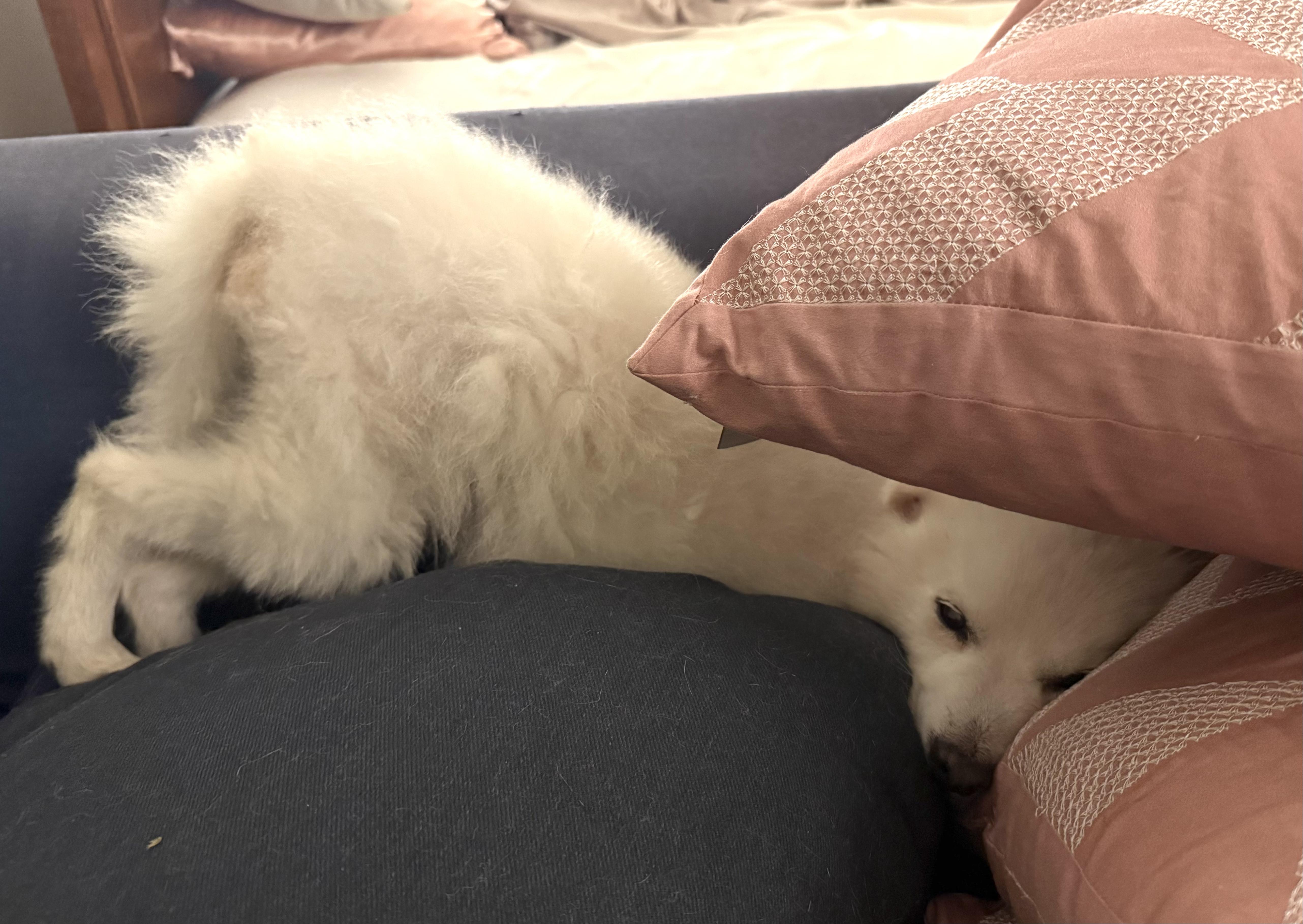 Coco, an adoptable Spitz in Brooklyn, NY, 11229 | Photo Image 3