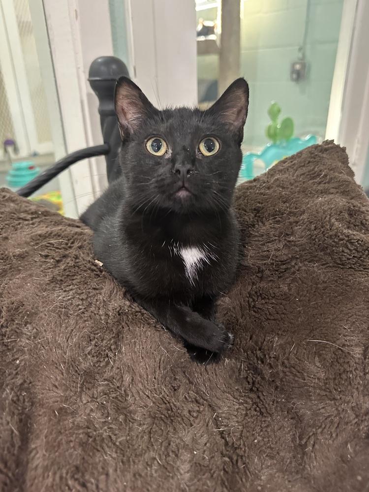 Enlarge Charcoal, a Adoptable Domestic Medium Hair in San Leon, TX image 1/6