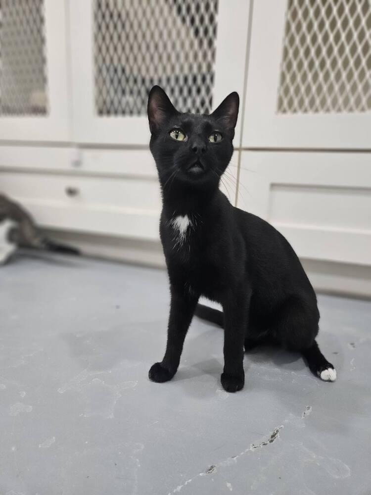 Enlarge Charcoal, a Adoptable Domestic Medium Hair in San Leon, TX image 2/6