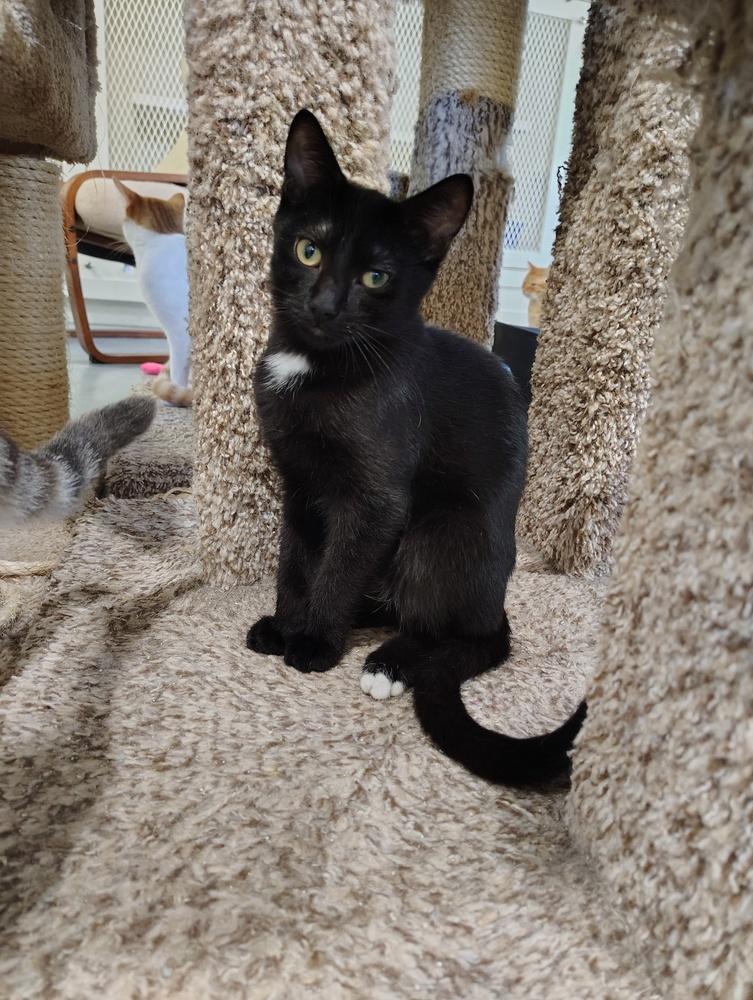Charcoal, Adoptable, Kitten Male Domestic Medium Hair.