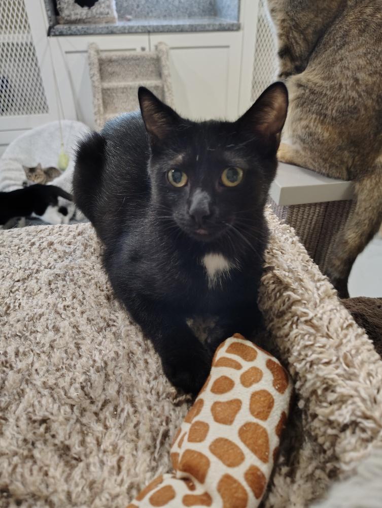 Enlarge Charcoal, a Adoptable Domestic Medium Hair in San Leon, TX image 4/6