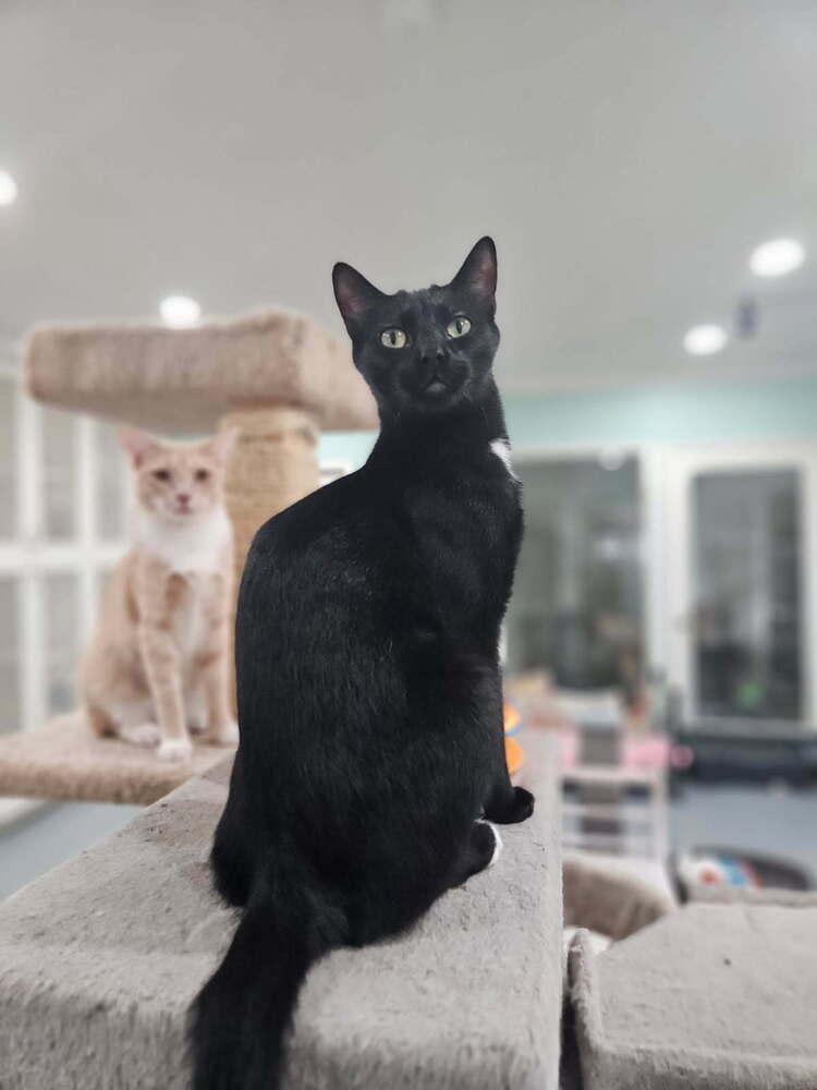 Enlarge Charcoal, a Adoptable Domestic Medium Hair in San Leon, TX image 5/6