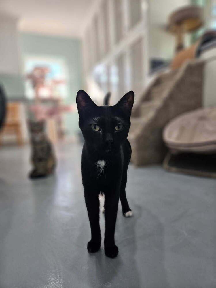 Enlarge Charcoal, a Adoptable Domestic Medium Hair in San Leon, TX image 6/6