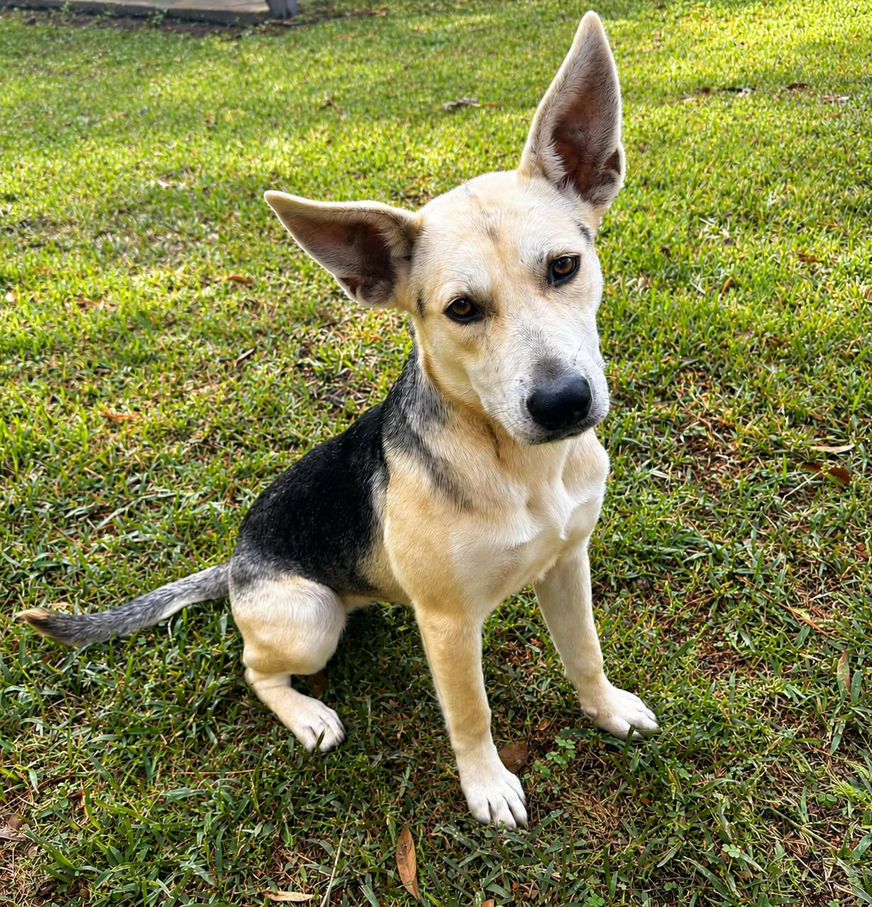 Raya, Adoptable, Young Female Shepherd.