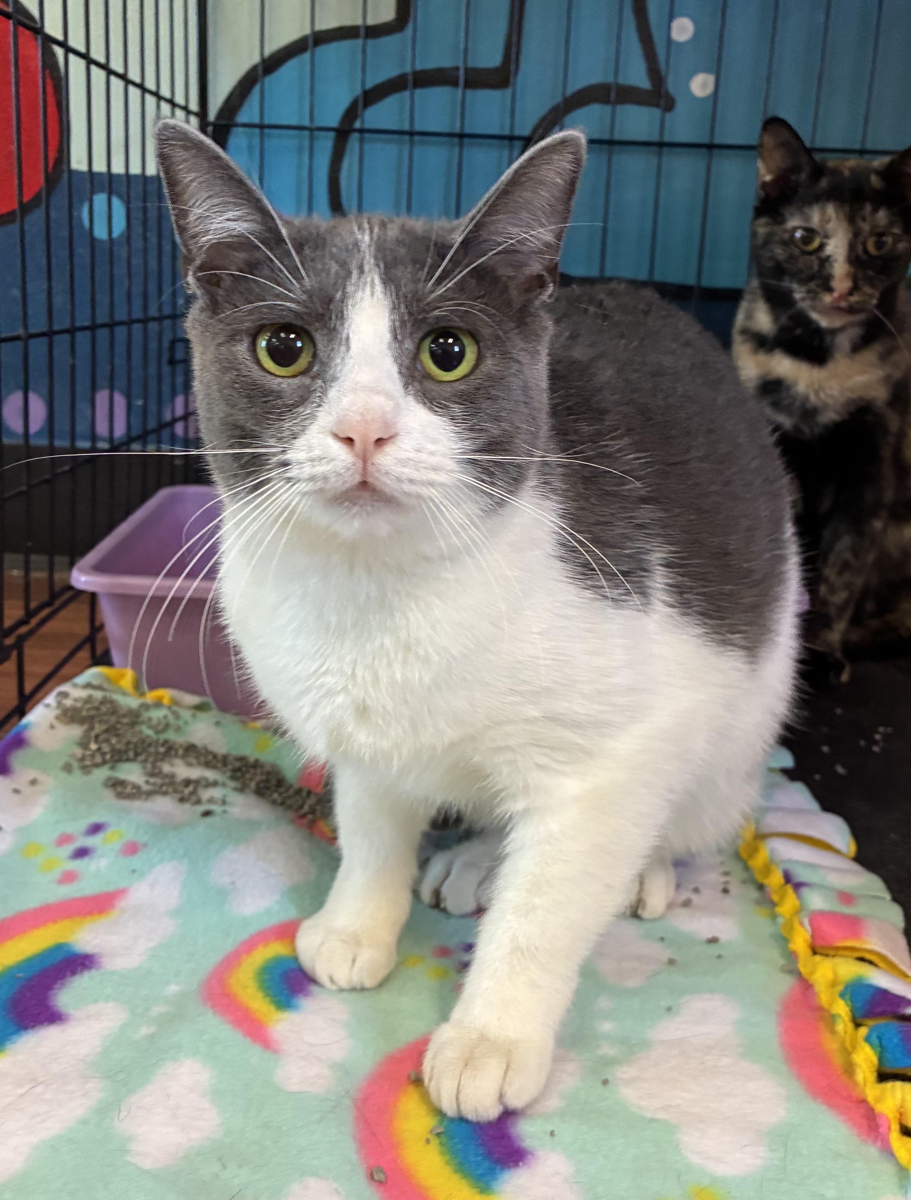 Enlarge Roma, a ADOPTABLE Domestic Short Hair in Breinigsville, PA image 2/2