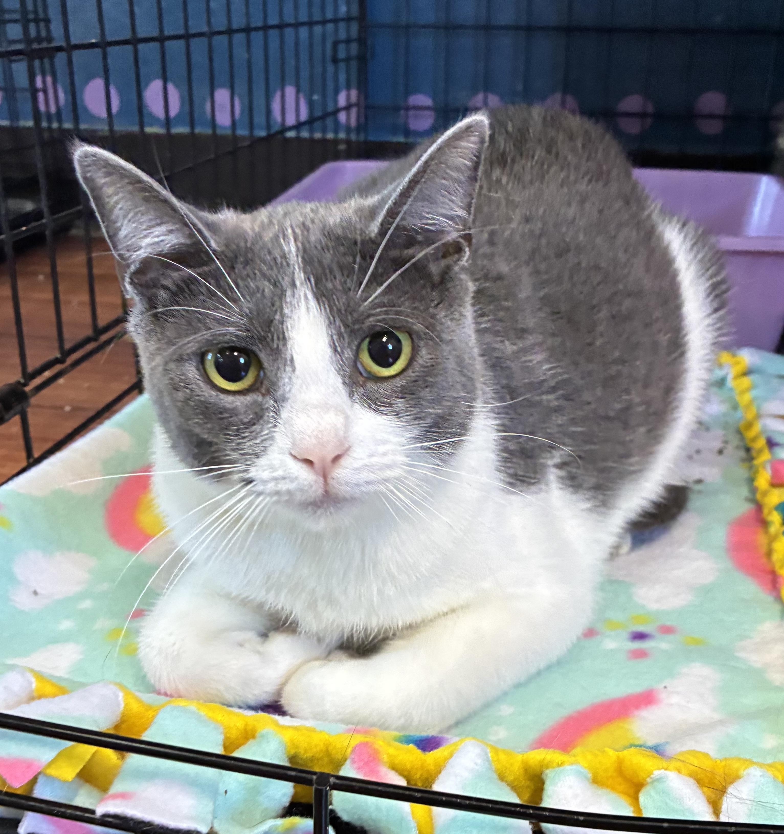 Enlarge Roma, a ADOPTABLE Domestic Short Hair in Breinigsville, PA image 1/2