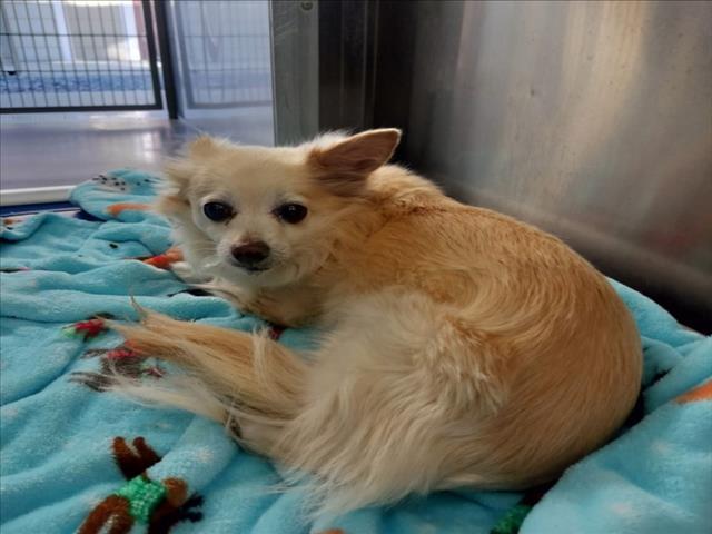 CHLOE, Adoptable, Adult Female Chihuahua & Pomeranian.