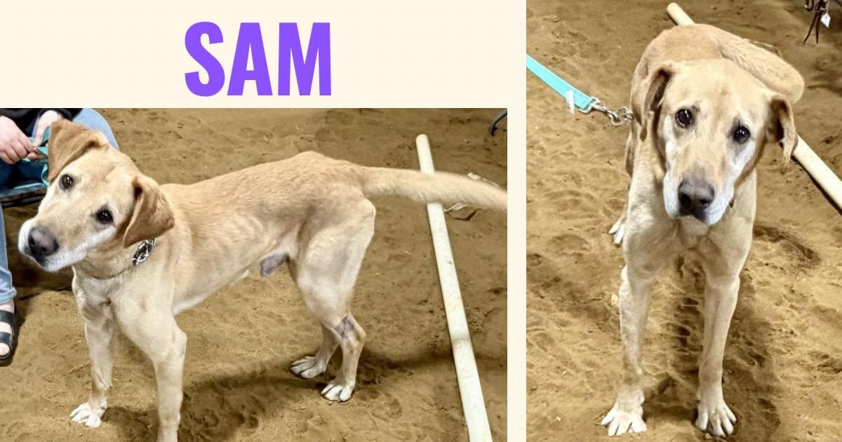 Sam, Adoptable, Young Male Labrador Retriever.
