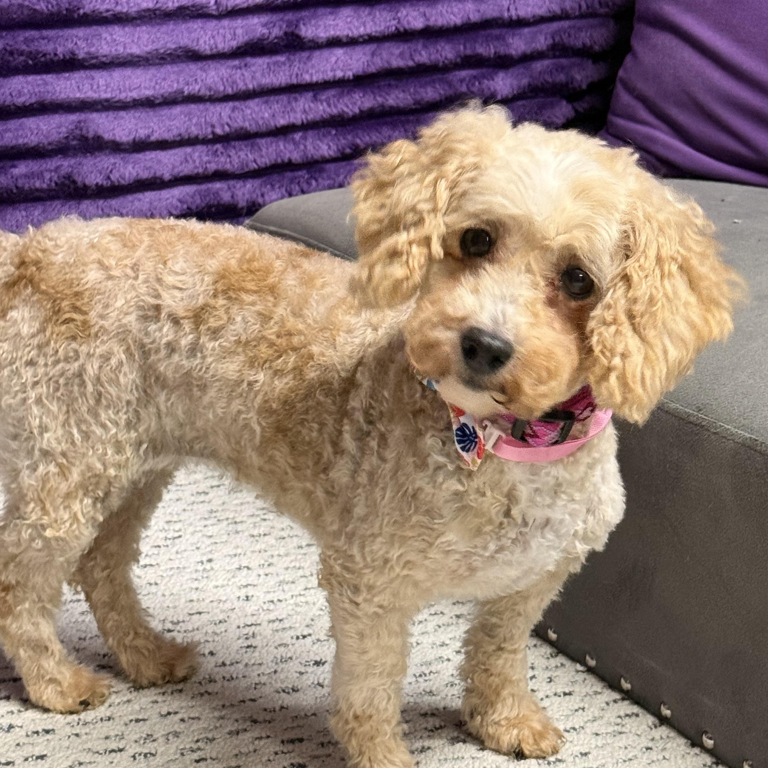 Charleston- Foster Home Needed, Adoptable, Adult Female Poodle.