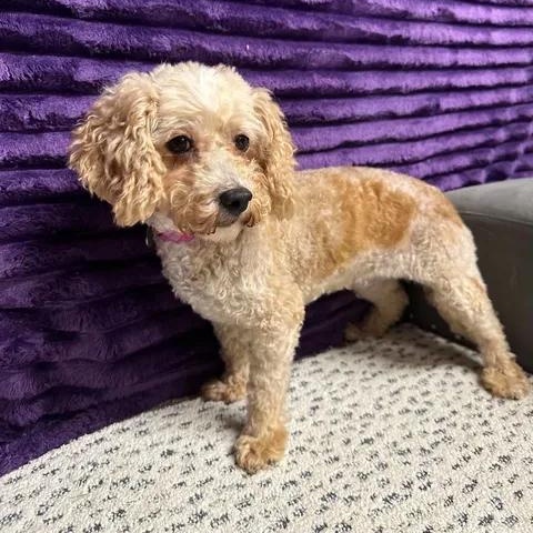 Enlarge Charleston- Foster Home Needed, a Adoptable Poodle in Hartland, WI image 3/6